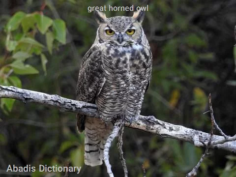 great horned owl